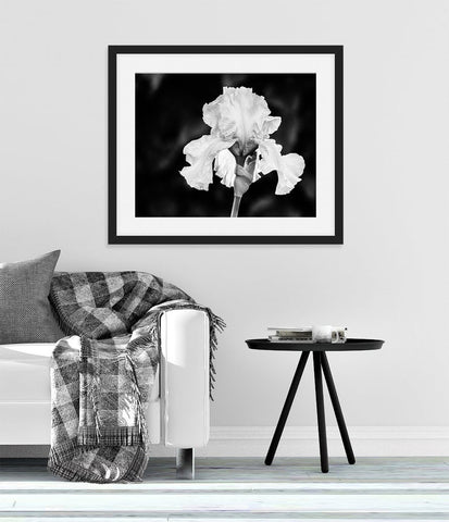 Black and White Photography, Black and White Flower Photograph, Flower Photography, Bearded Iris Picture, Home Decor Wall Art - FLOWER2