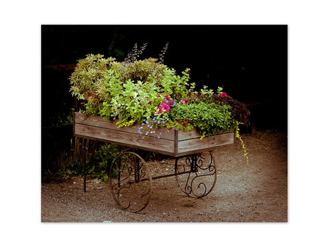 Flower Photography, Rustic Home Decor, Wagon Planter Picture, Nature Photography, Botanical Photography, Bathroom Decor - FLOWER14