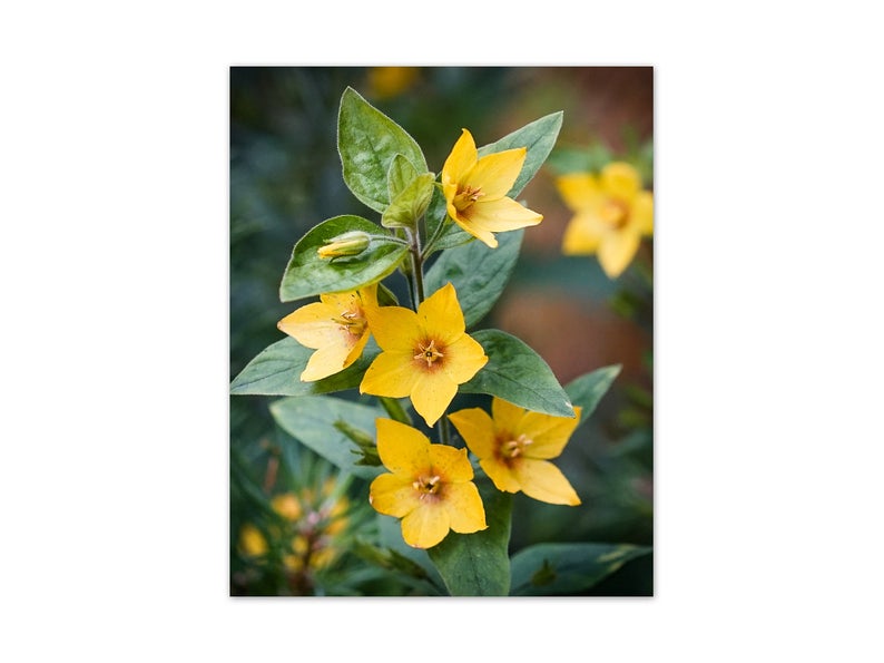 Yellow Flower Photography, Yellow Garden Loosestrife Picture, Yellow Home Decor CANVAS, Yellow Bathroom, Botanical Photography - FLOWER15
