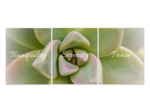 Tranquility Serenity Peace Wall Art Prints, Succulent Pictures, Green Wall Decor, Succulent Canvas, Yoga Decor, Zen Photography - HOME419
