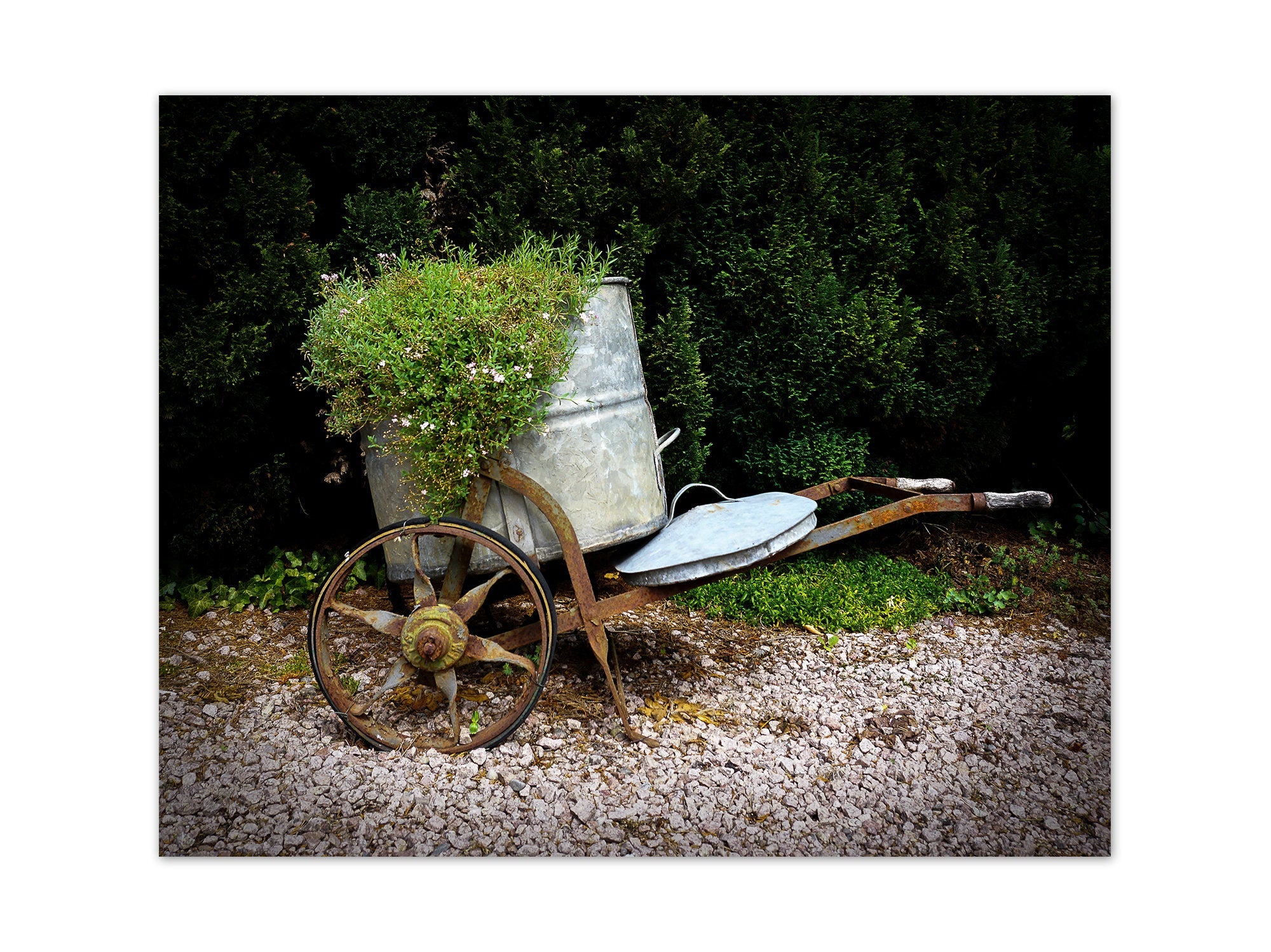 Botanical Photography - Rustic Garden Planter Wall Art  - FLOWER16